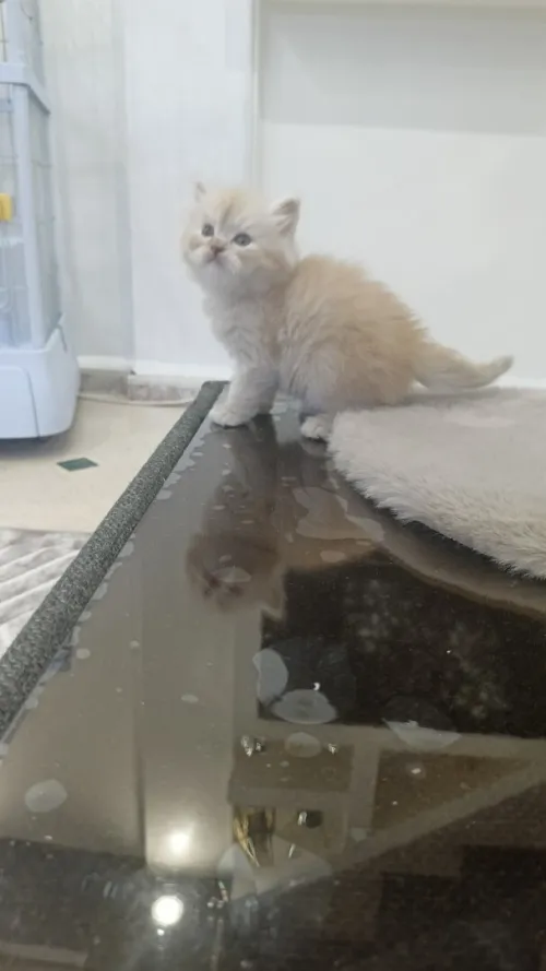 chaton persan