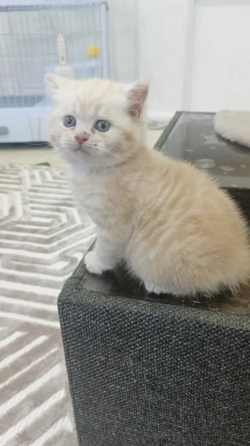 chaton british shorthair