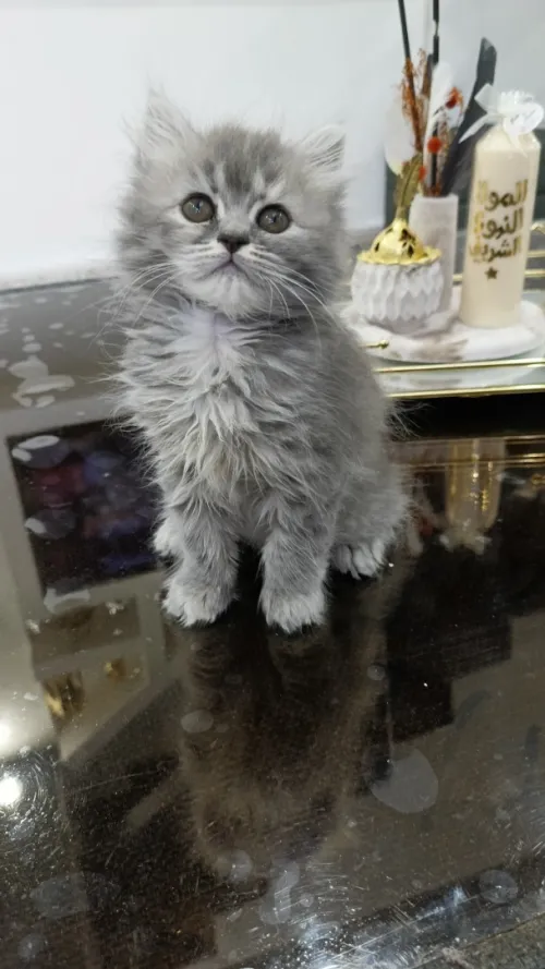 chaton persan