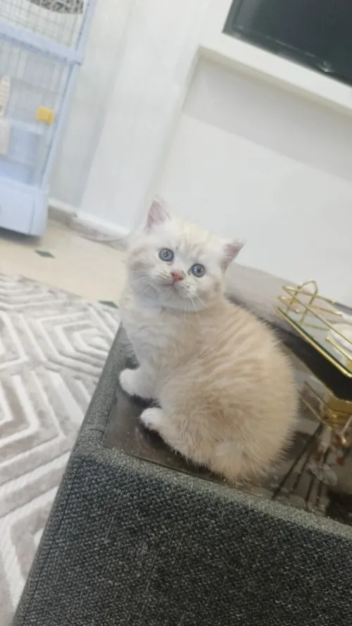 chaton british shorthair