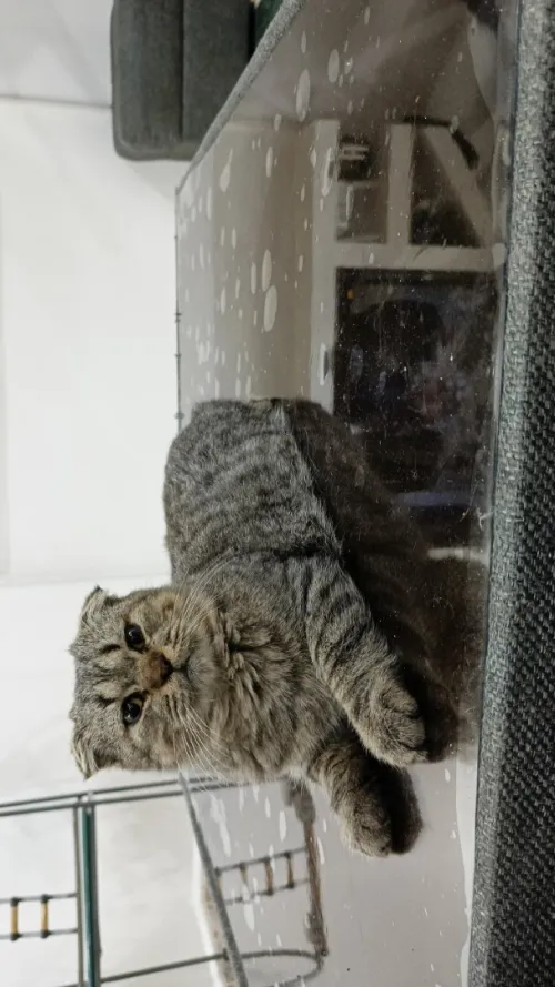 chat Scottish Fold