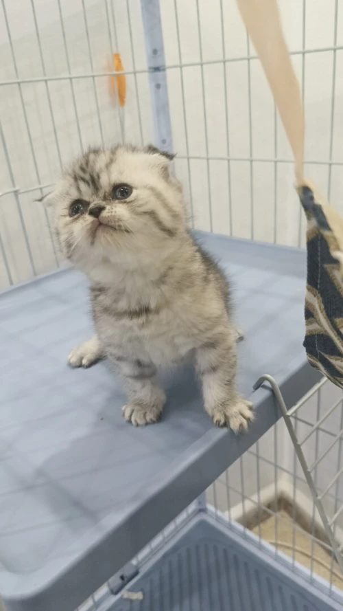 chaton scottish fold