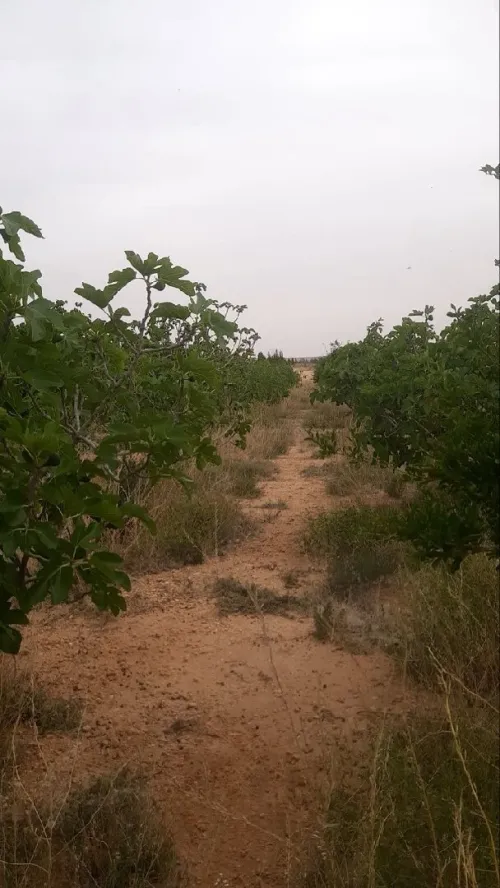 Vente Terrain Agricole Laghouat Laghouat 3