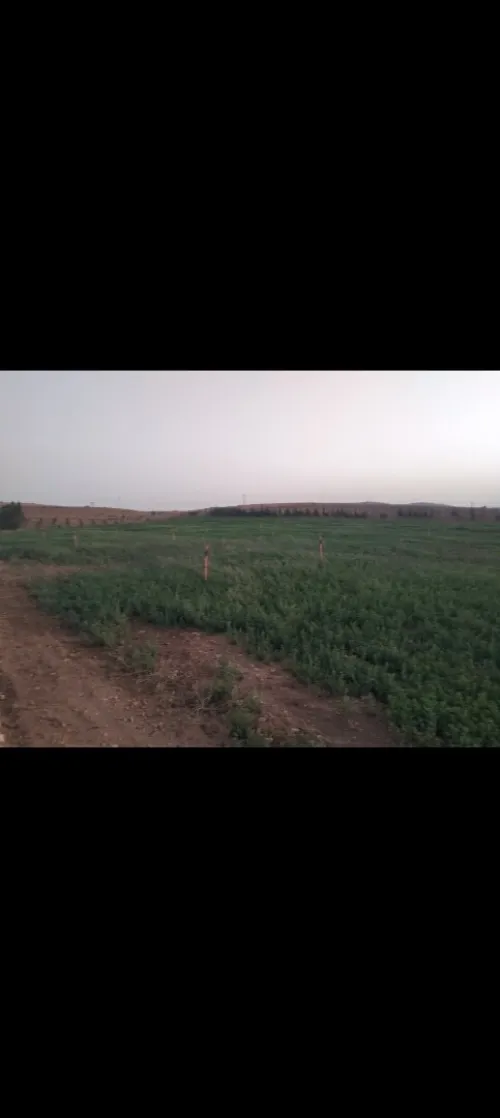 Vente Terrain Agricole Mascara Zahana
