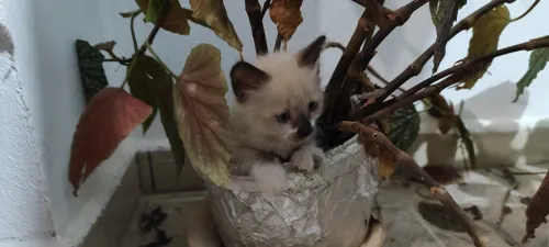 Chaton siamois 