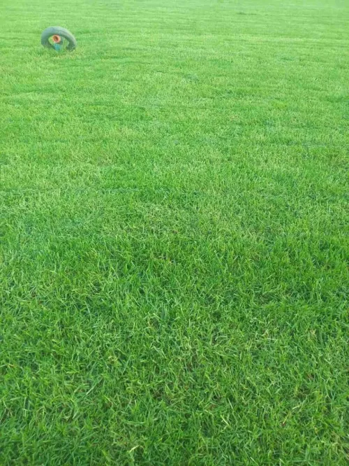 Gazon et jardinage 