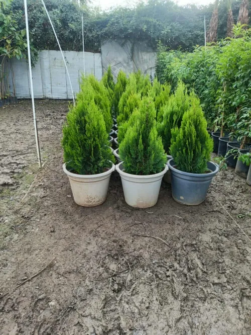 Gazon et plantes 