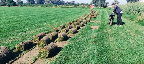 Espace vert et Gazon Naturel 