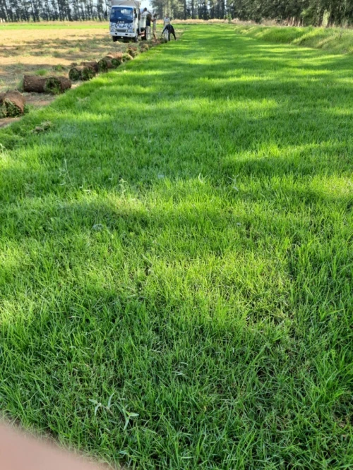 Nettoyage et jardinage d'espace vert
