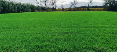 Espace vert et jardinage