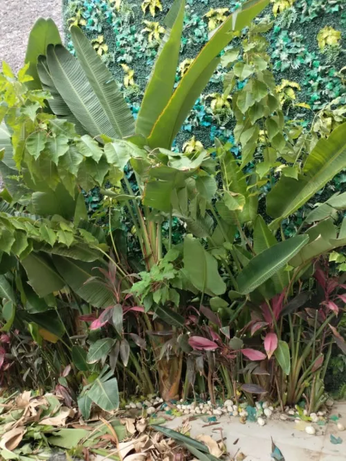 Gazon et jardinage 