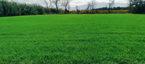 Espace vert et Gazon Naturel 