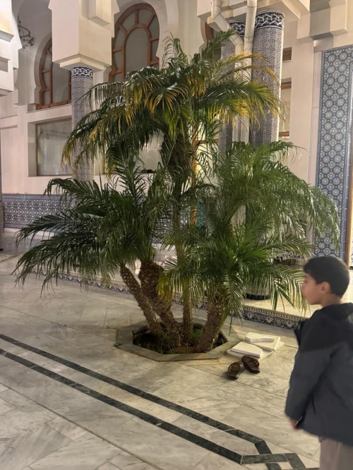 Gazon et plantes
