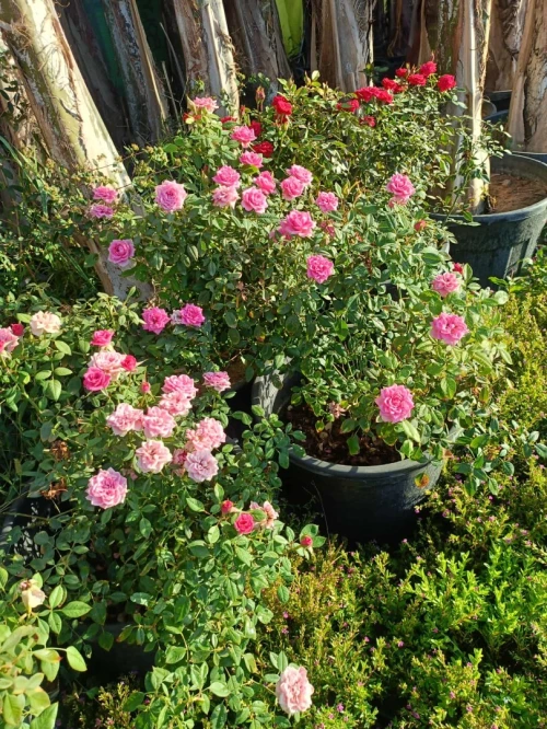Gazon et plantes 