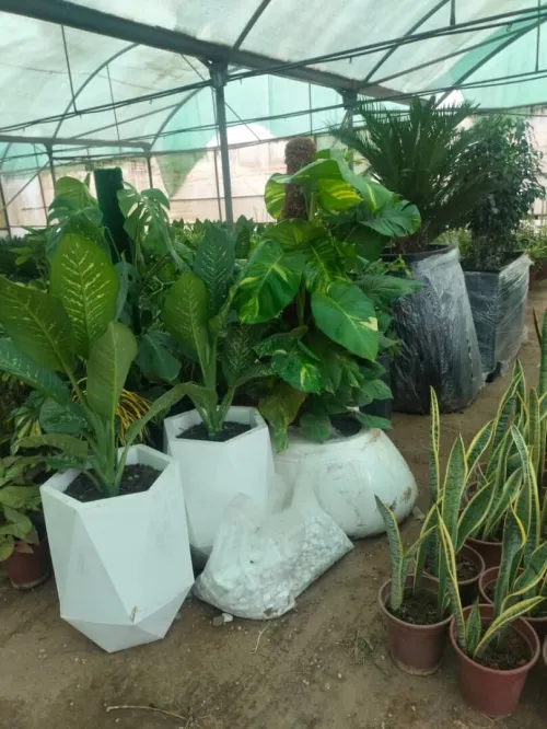 Gazon et jardinage 