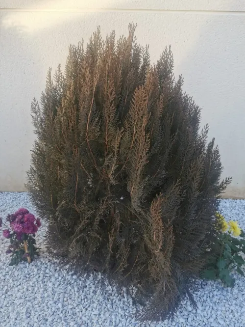 Espace vert et jardinage