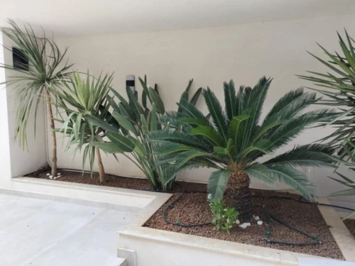 Gazon et plantes 