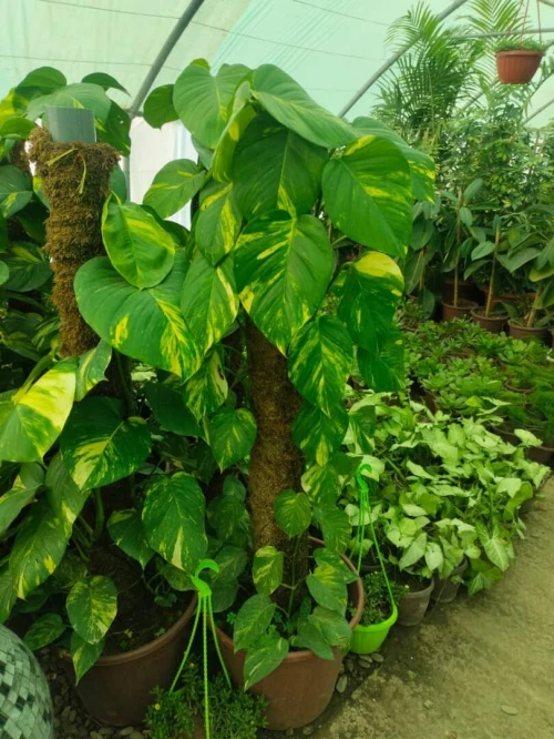 Gazon et jardinage 