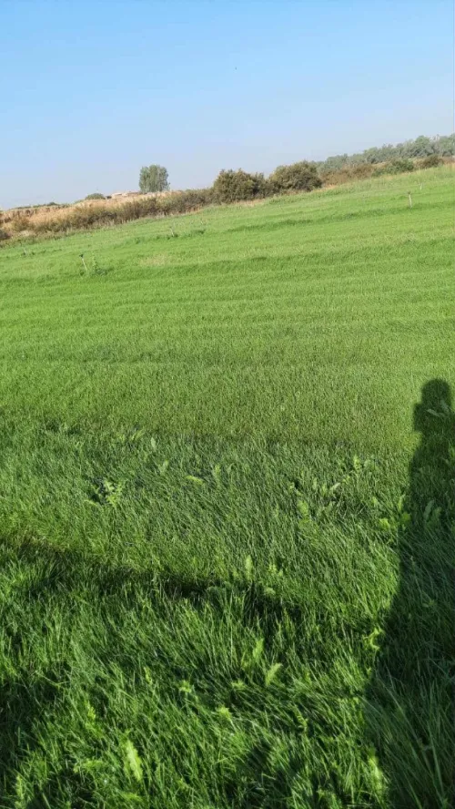 Espace vert et Gazon Naturel 