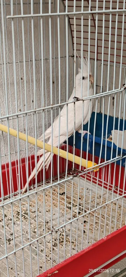 calopsitte albino