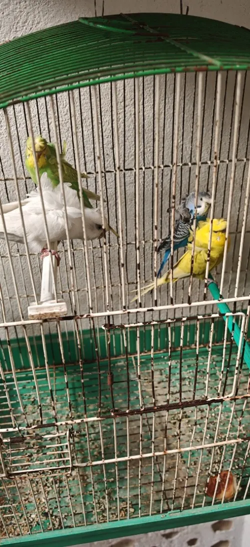la 4 perruche hagoromo