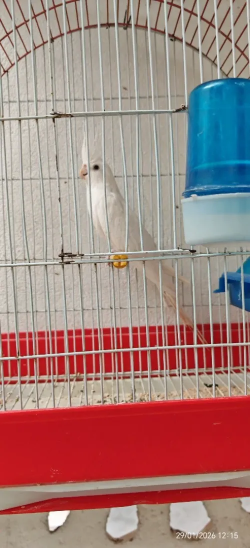 calopsitte albino