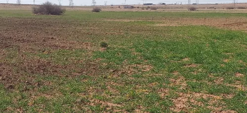 Vente Terrain Agricole Djelfa Benhar