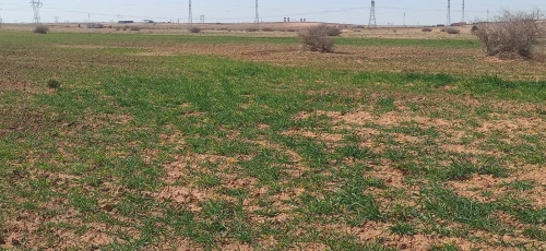 Vente Terrain Agricole Djelfa Benhar