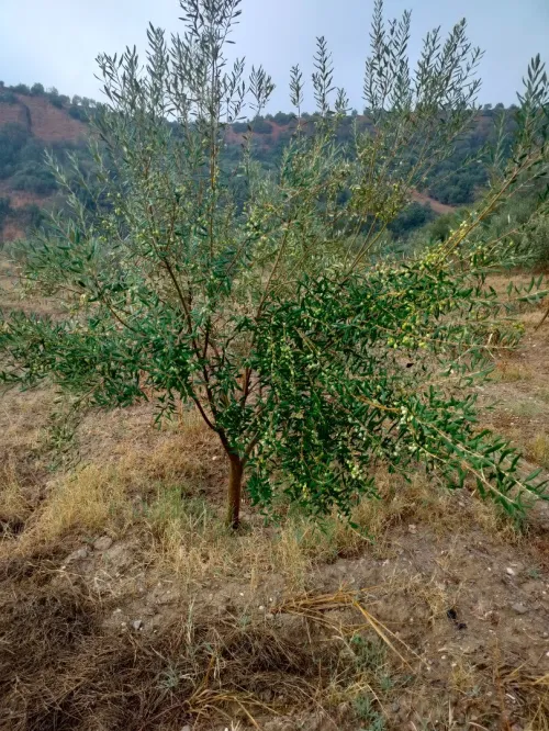 Huile d'olive 