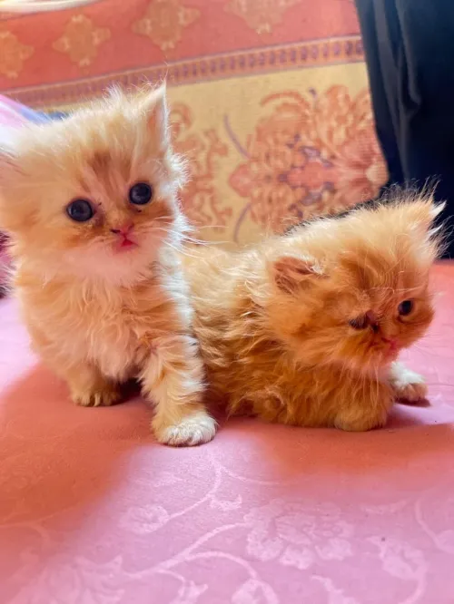 Chat  persan