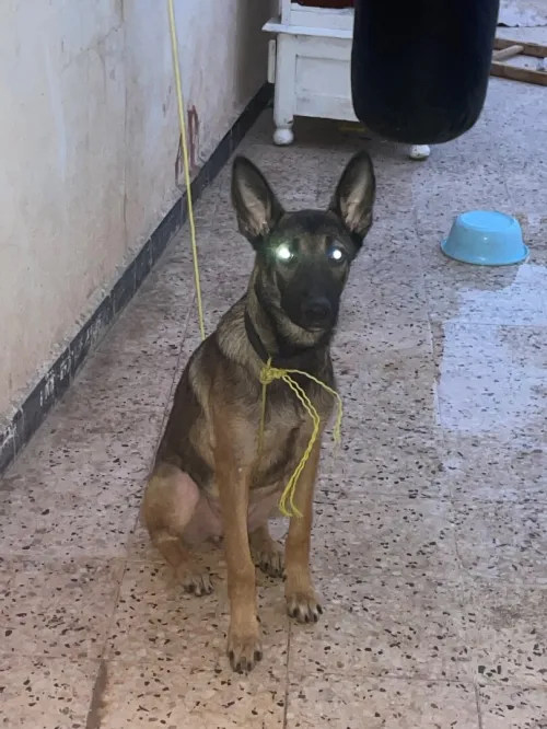 Malinois femelle 4mois