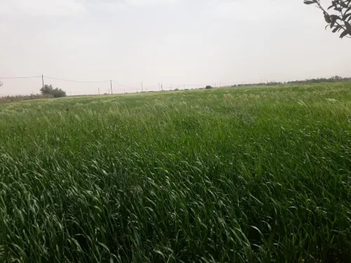 Vente Terrain Agricole Naâma El biod
