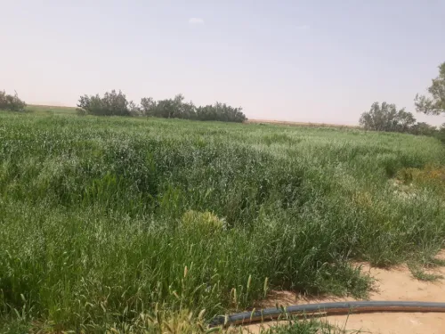 Vente Terrain Agricole Naâma El biod