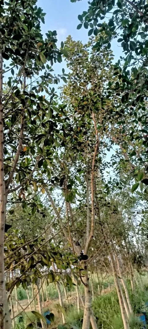 Ficus nitida ou Ficus microcarpa  "Retusa" شجرة الفيكيس
