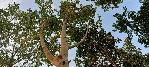 Ficus nitida ou Ficus microcarpa  "Retusa" شجرة الفيكيس