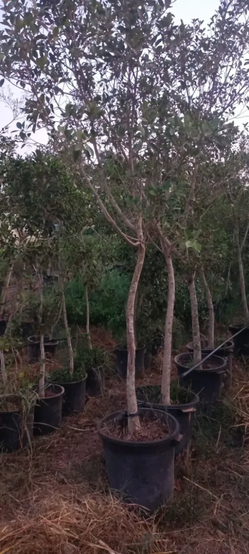 Ficus nitida ou Ficus microcarpa  "Retusa" شجرة الفيكيس