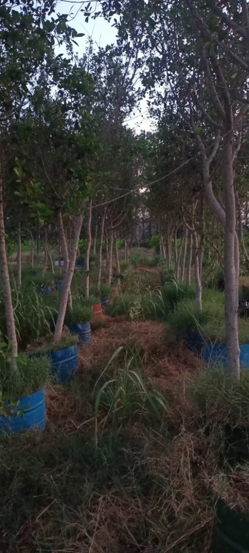 Ficus nitida ou Ficus microcarpa  "Retusa" شجرة الفيكيس