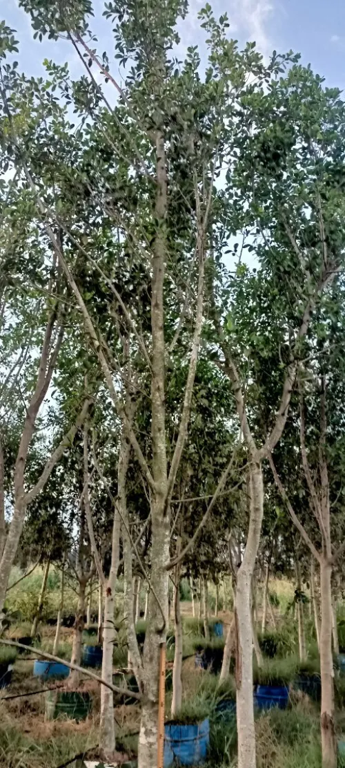 Ficus nitida ou Ficus microcarpa  "Retusa" شجرة الفيكيس