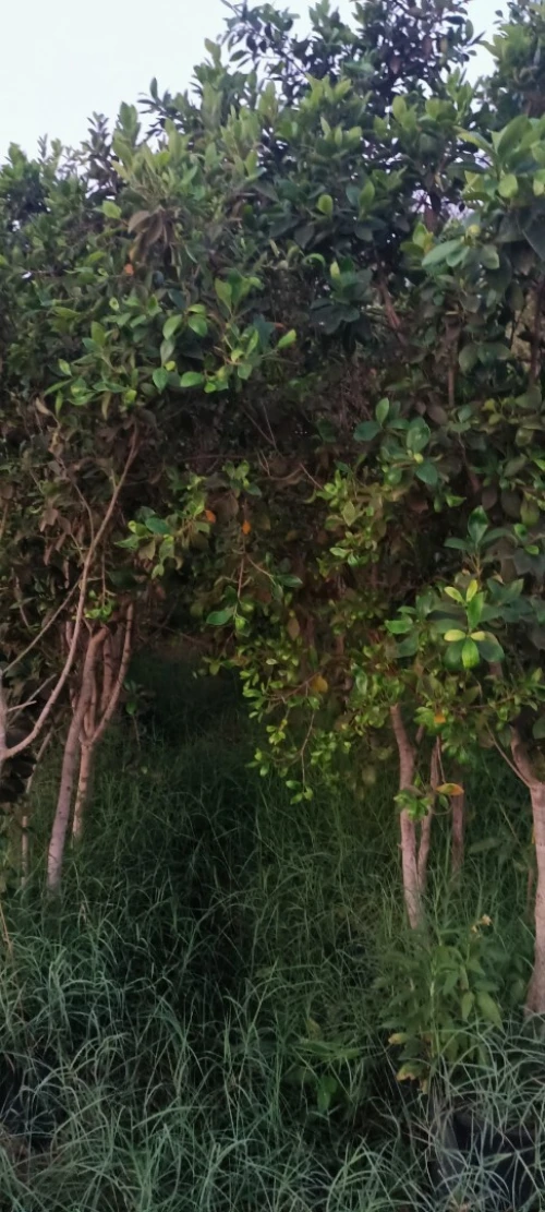 Ficus nitida ou Ficus microcarpa  "Retusa" شجرة الفيكيس