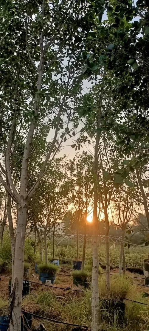 Ficus nitida ou Ficus microcarpa  "Retusa" شجرة الفيكيس