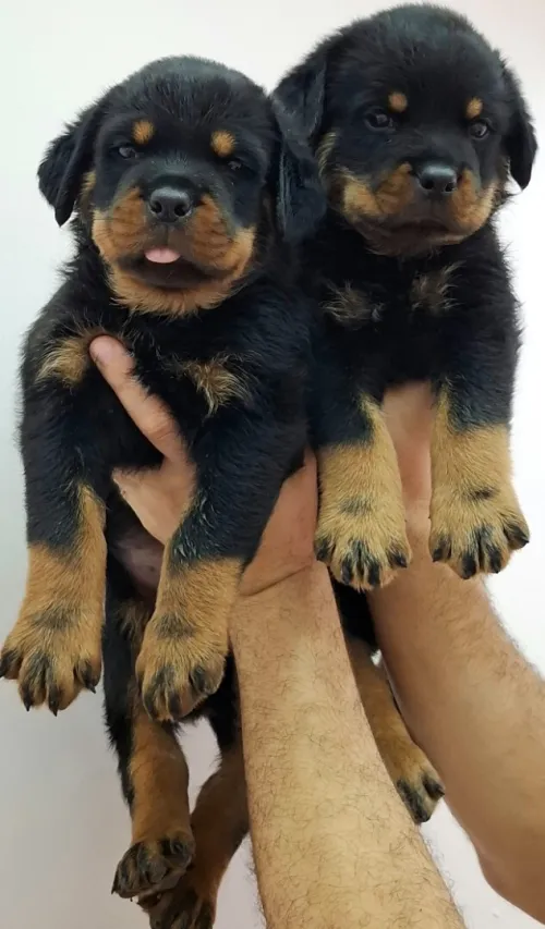 Rottweiler 