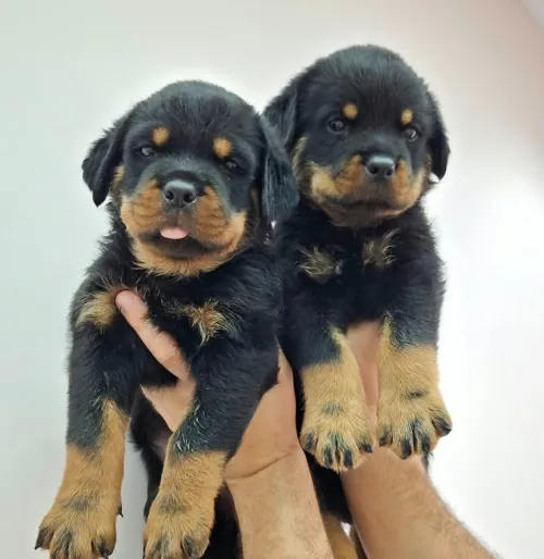 Rottweiler 