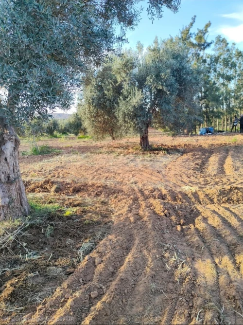 Location Terrain Agricole Tlemcen Zenata