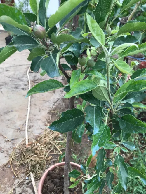 Arbres Plants Pommier 