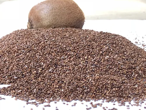 Graines de Kiwi Semences Non Traitées 