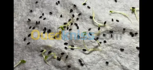 Graines de Kiwi Semences Non Traitées 