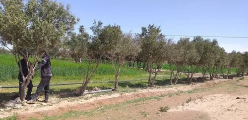 Vente Terrain Agricole Alger Ouled fayet