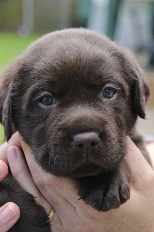 labrador chocolate 