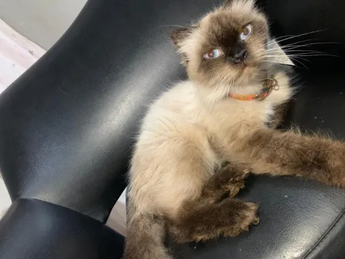 Scottish fold