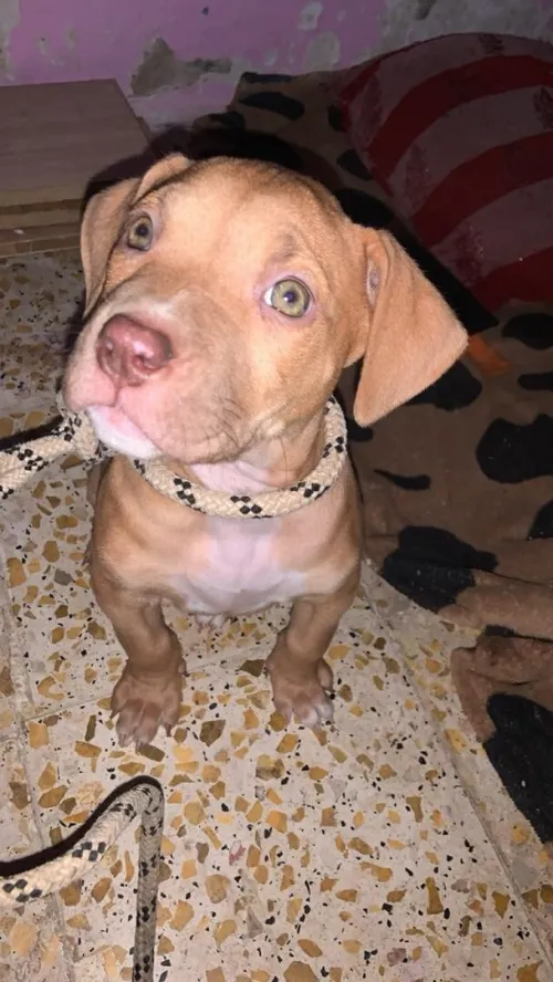 Pitbull red nose